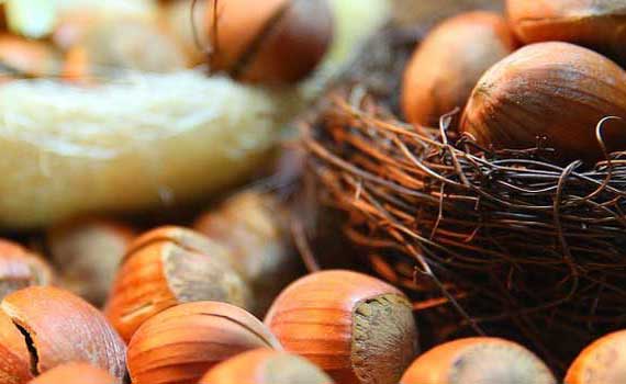 La recherche Variétale